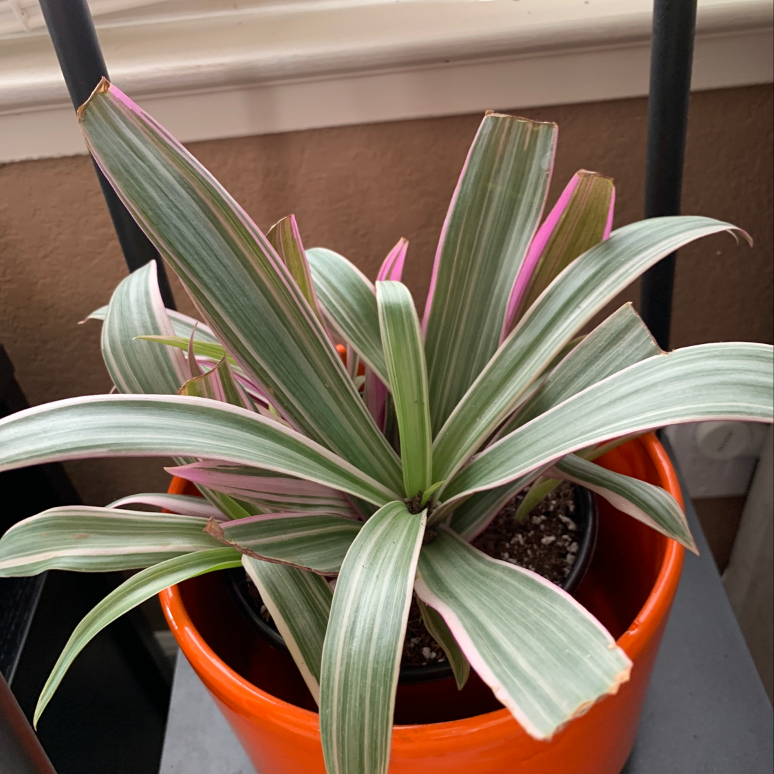 Healthy variegated Moses-in-the-Cradle plant with green, white and pink strappy leaves arching gracefully from the center in an orange pot.