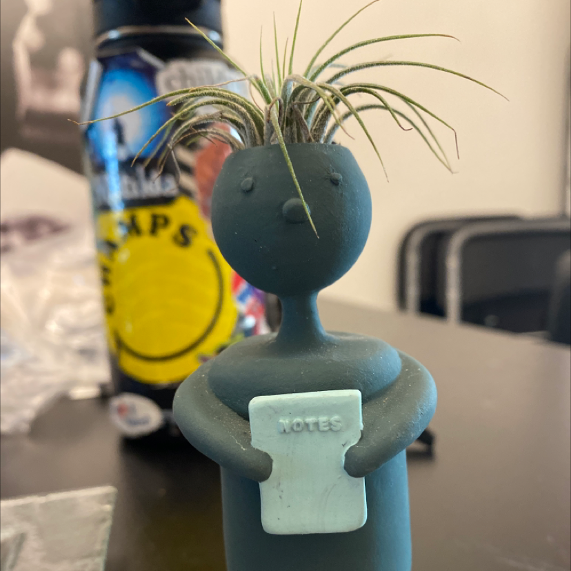 Bulbosa Air Plant in a small figurine pot, healthy with no visible discoloration.