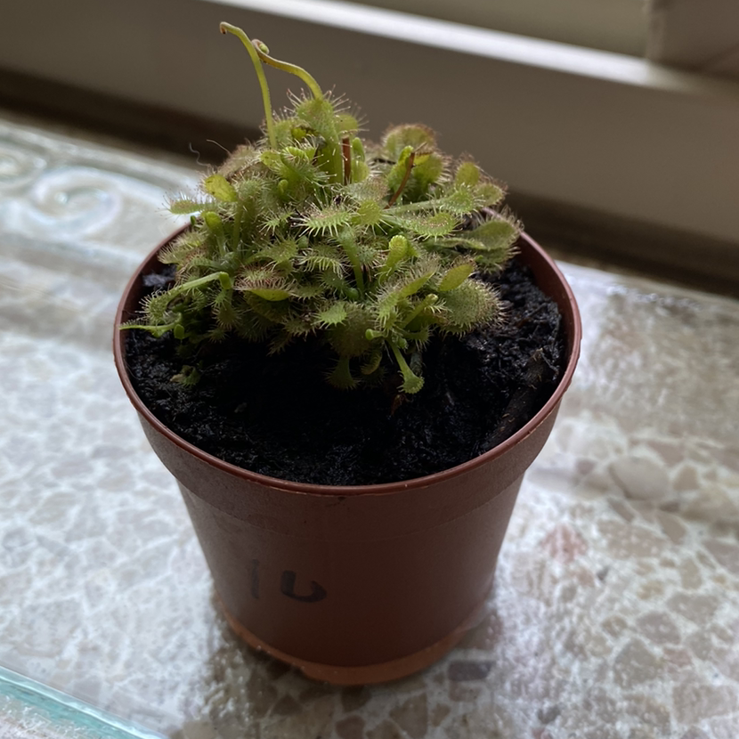 Spoon-Leaved Sundew plant in a small pot with visible soil, well-framed and in focus.