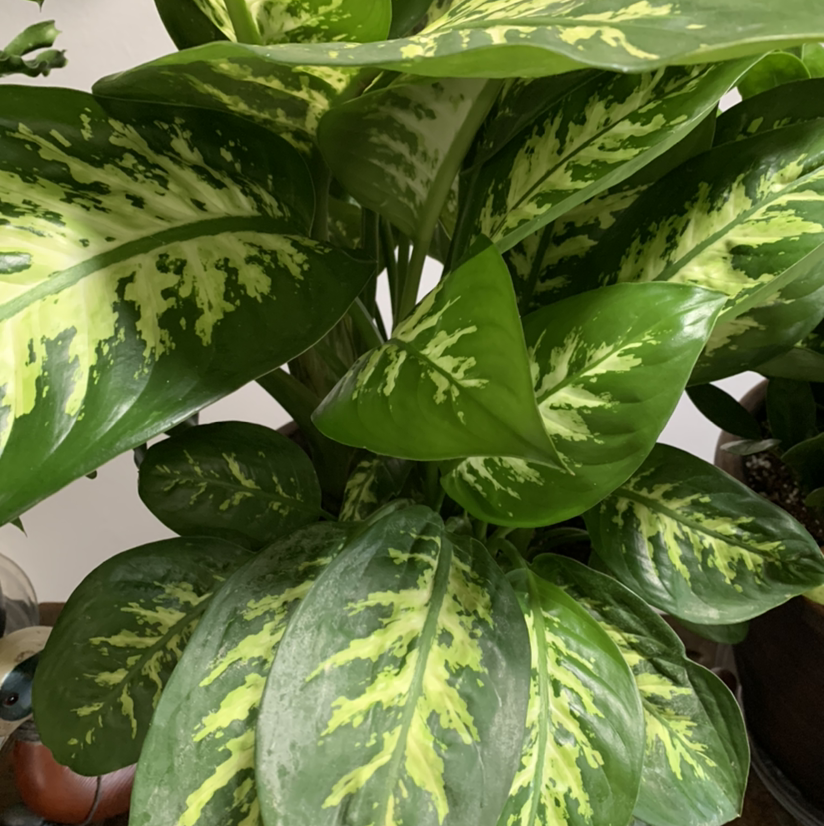 Healthy Dumbcane Tropic Snow plant with vibrant green variegated leaves.
