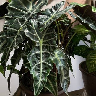 Alocasia amazonica plant in Lubbock, Texas
