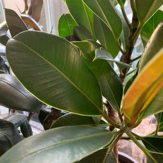 Rubber Plant plant in Lubbock, Texas