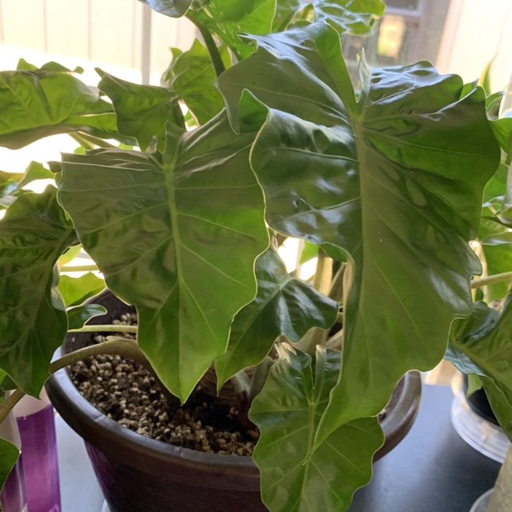Healthy Alocasia 'Low Rider' plant with vibrant green leaves in a pot with visible soil.