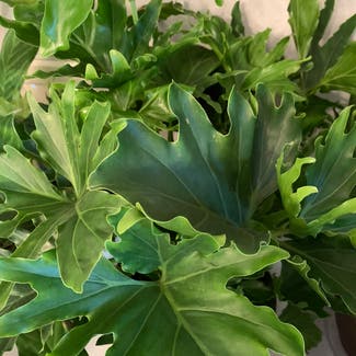 Split Leaf Philodendron plant in Lubbock, Texas