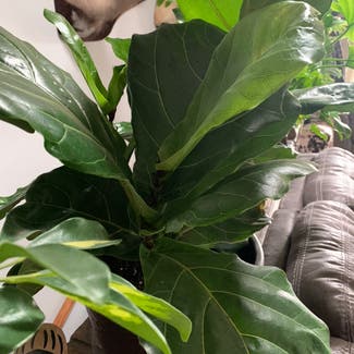 Fiddle Leaf Fig plant in Lubbock, Texas