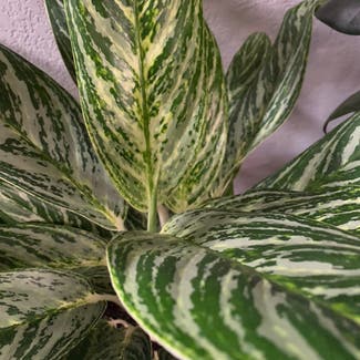Chinese Evergreen 'Golden Madonna' plant in Lubbock, Texas
