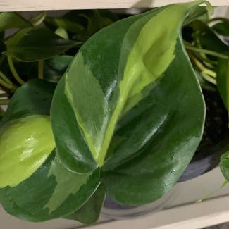 Philodendron Brasil plant in Lubbock, Texas