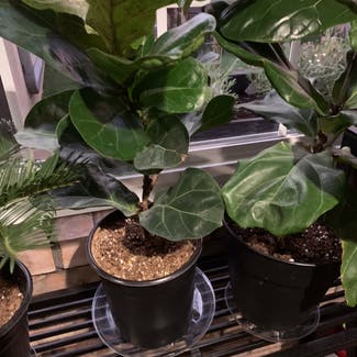 Fiddle Leaf Fig plant in Lubbock, Texas