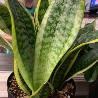 Snake Plant plant in Lubbock, Texas