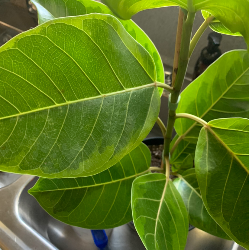 Healthy Council Tree plant with large green leaves and prominent veins, partially visible soil.