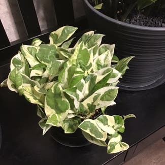 Pearls and Jade Pothos plant in Lubbock, Texas