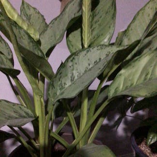Chinese Evergreen plant in Lubbock, Texas