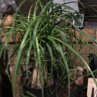 Ponytail Palm plant in Lubbock, Texas