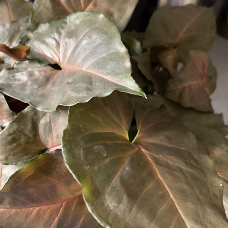 Syngonium 'Maria Allusion' plant with healthy reddish-brown leaves.