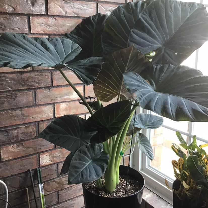 Photo of the plant species Alocasia 'Regal Shield' (variegated form) by @JoanieC named Alocasia Regal Shield on Greg, the plant care app