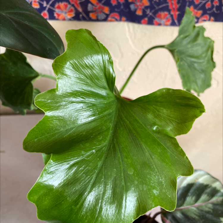 Philodendron 'Hope Selloum' with large, glossy green leaves. Background is slightly distracting.