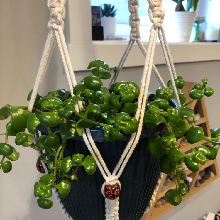 Healthy String of Nickels plant in a hanging pot with lush green leaves.