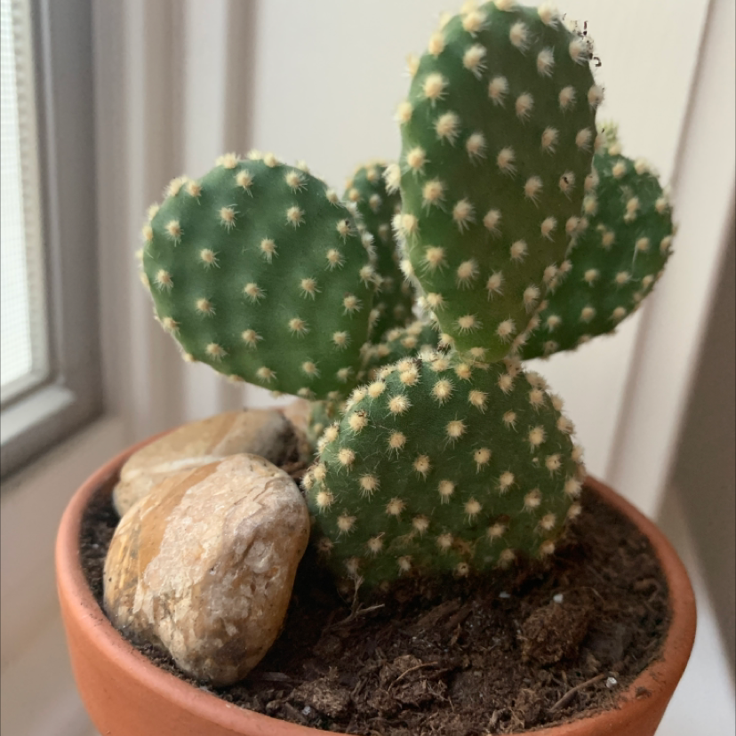 Bunny Ears Cactus (Opuntia microdasys) in a terracotta pot with visible soil and decorative stones.