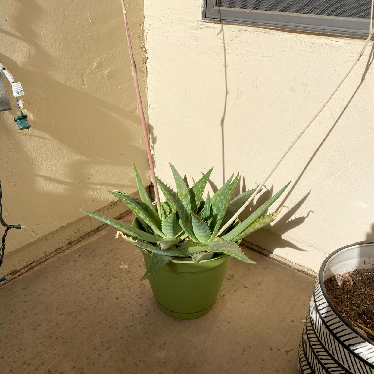 Aloe vera plant photo by @Boazhoffman named Sahara on Greg, the plant care app.