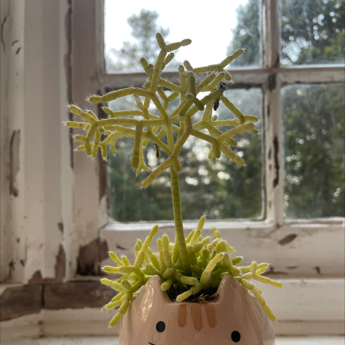 Hairy Stemmed Rhipsalis plant in a decorative pot on a windowsill.