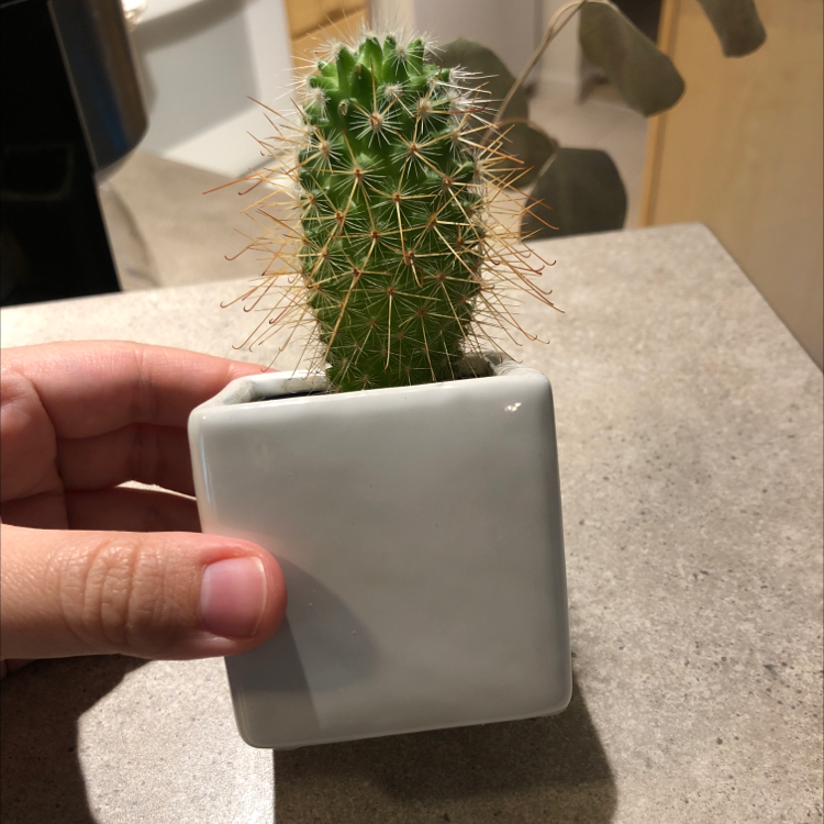Hooked Cactus in a white square pot held by a hand.