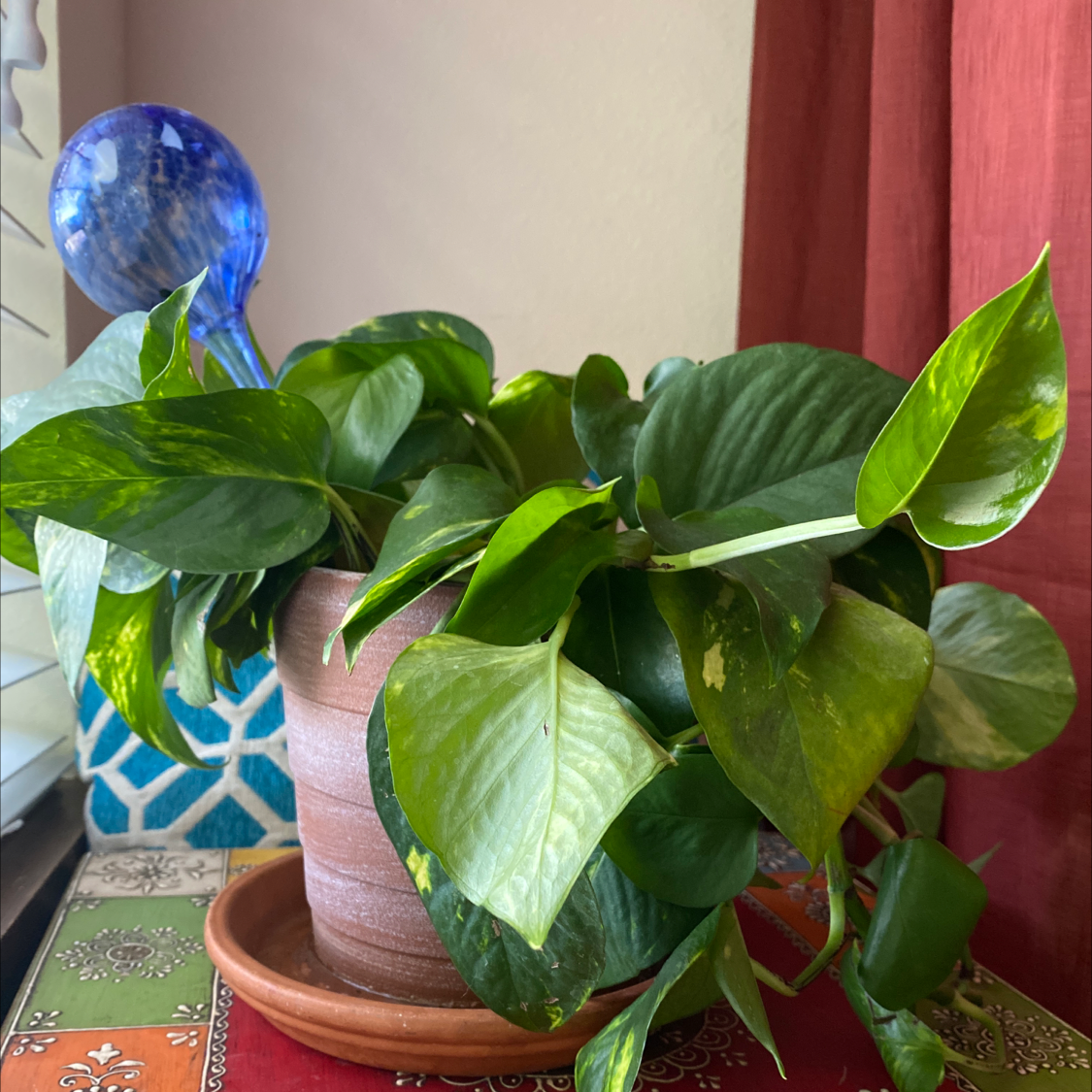 Taro Vine plant photo by @Tessarae named Elio on Greg, the plant care app.