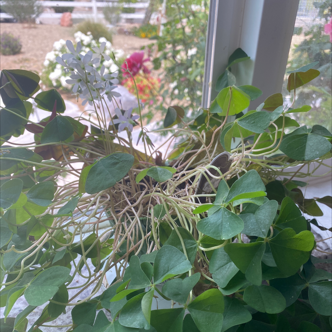 Photo of the plant species Common Yellow Woodsorrel by @Tessarae named Clover on Greg, the plant care app