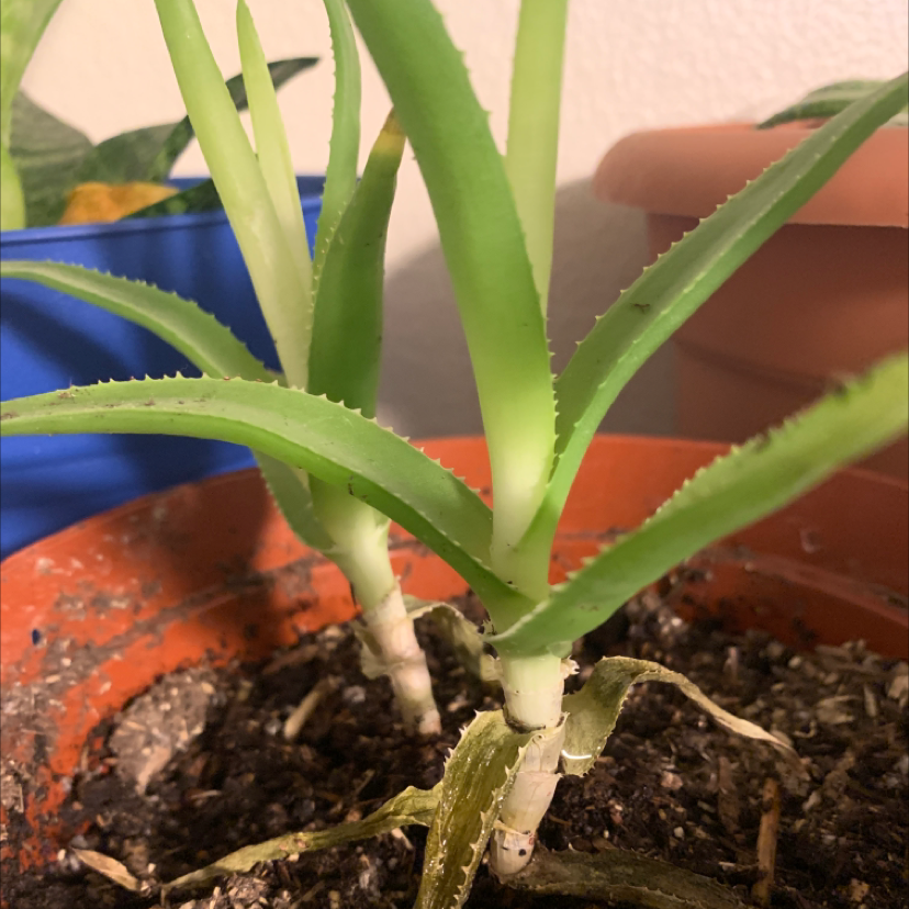 Candelabra Aloe plant in a pot with visible soil and some browning leaves at the base.