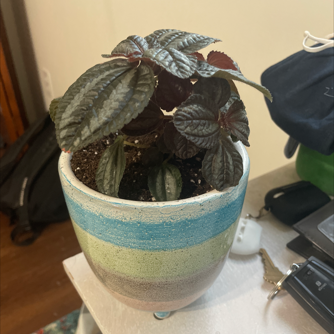 Silver Ripple Peperomia plant in a colorful pot, appears healthy with visible soil.