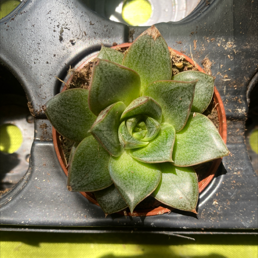 Healthy Echeveria 'Dionysos' succulent in a small pot.
