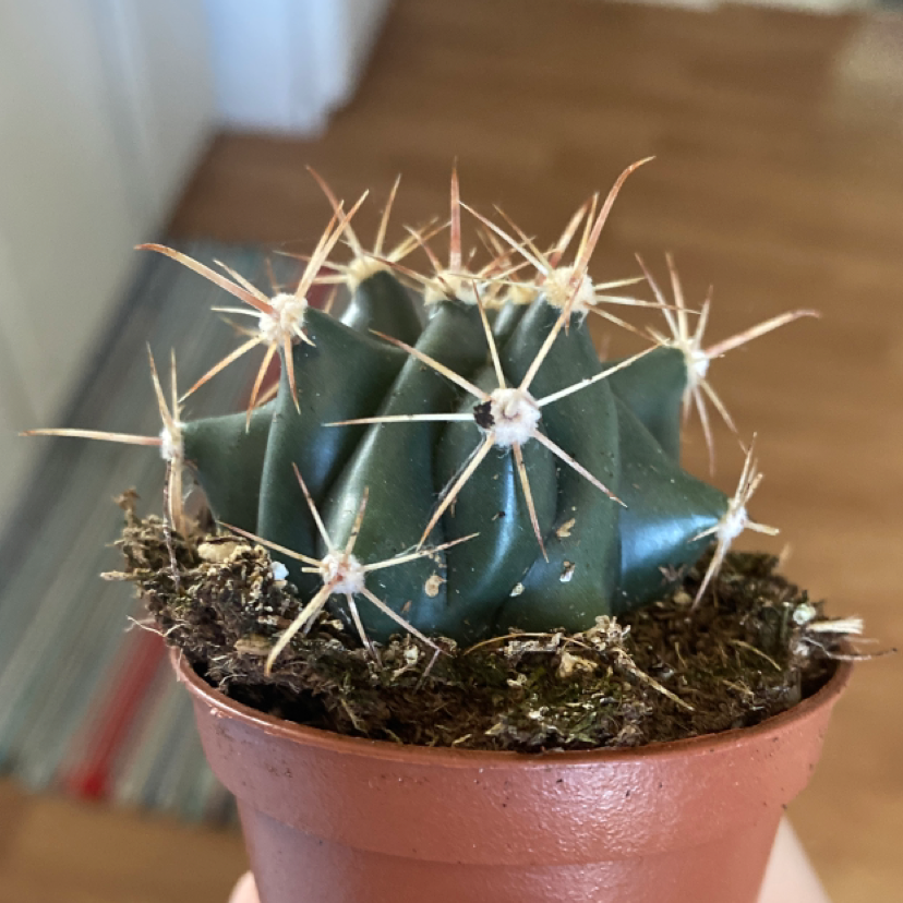 Devil's Pincushion cactus in a terracotta pot with prominent spines.