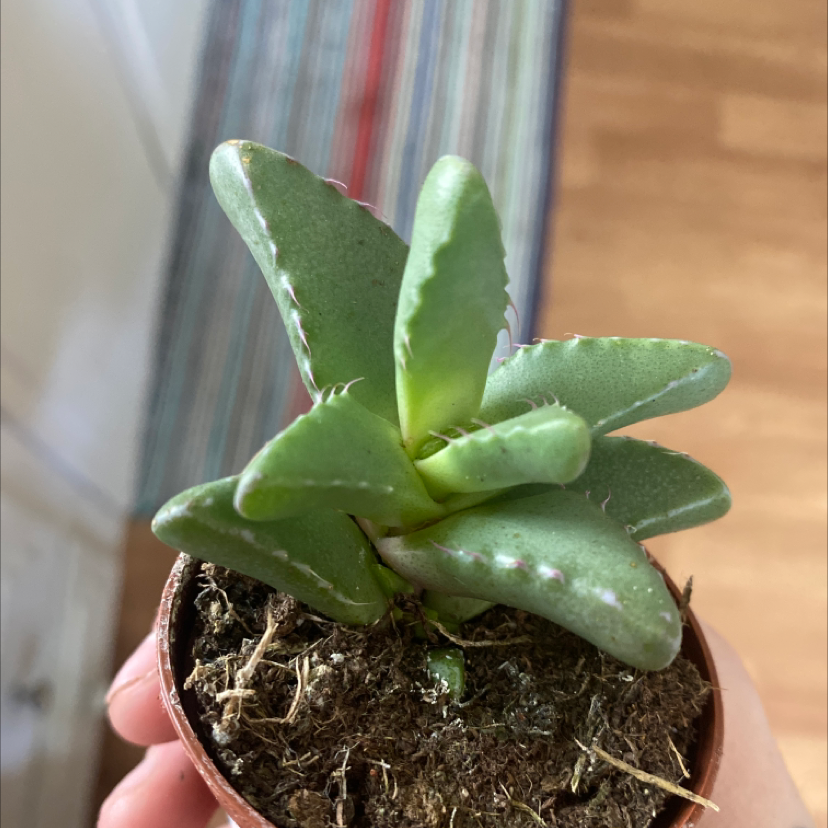 Tiger's Jaw succulent plant in a small pot with visible soil, held by a hand.