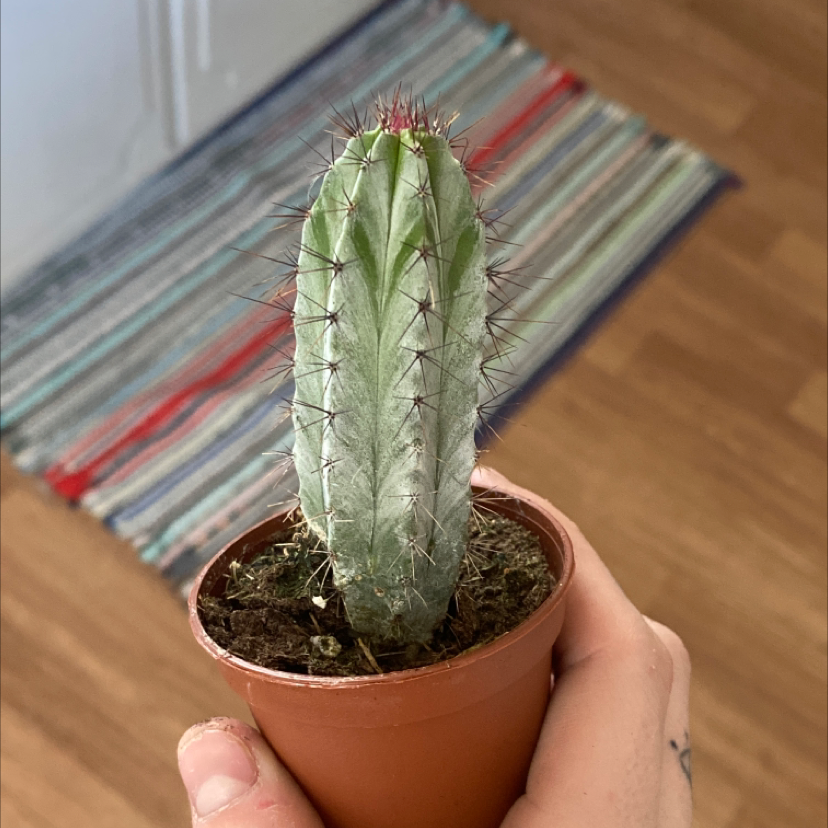A healthy Pleated Cereus cactus in a small pot, held by a hand.