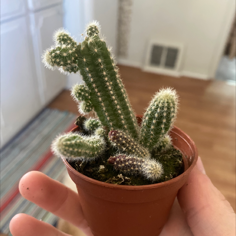Peanut Cactus in a small pot held by a hand, appears healthy.