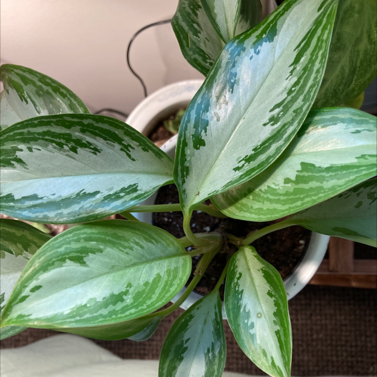 Aglaonema 'Silver Bay' plant with vibrant green and silver leaves in a white pot.