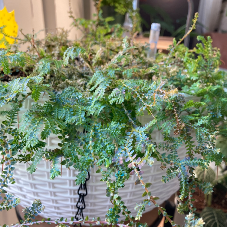 Rainbow moss or Peacock fern in a white hanging pot with some browning and yellowing leaves.