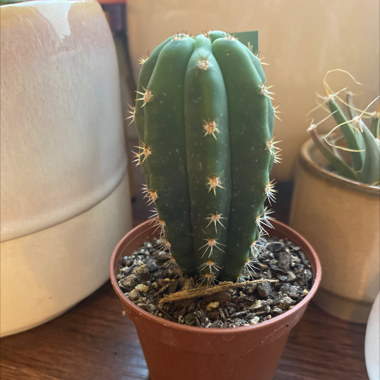 A healthy Easter Lily Cactus in a small pot with visible soil.