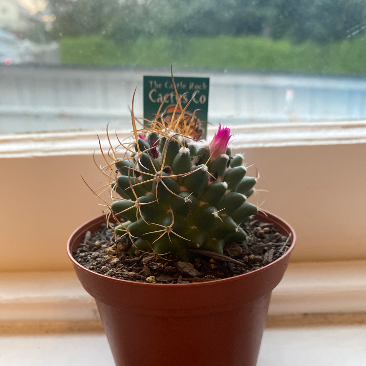 Mammillaria Uncinata cactus in a pot with a small pink flower, placed on a windowsill.