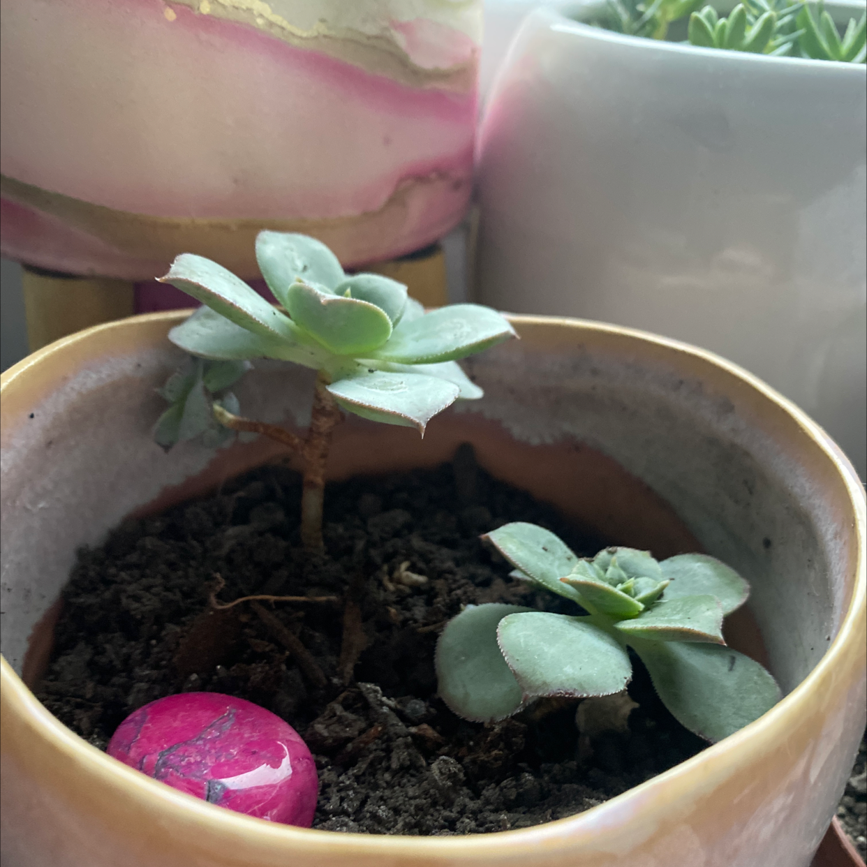 Photo of the plant species Echeveria 'Blue Sky' by @jademckade named Hannah & Montana on Greg, the plant care app