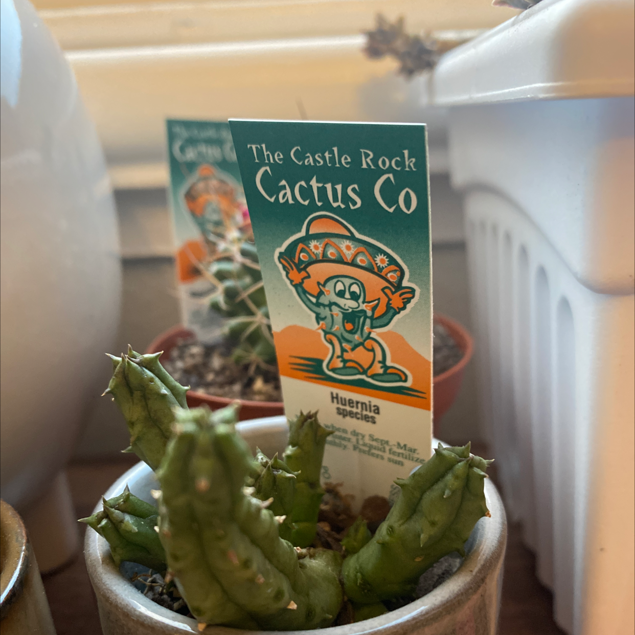 Photo of the plant species Spiny Sowthistle by @jademckade named Buddha on Greg, the plant care app
