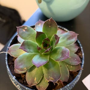 Hens and Chicks plant photo by @addyaddyaddyaddy named stephen on Greg, the plant care app.