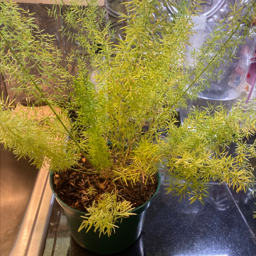 A healthy, thriving Plume Asparagus plant with lush, bright green, feathery foliage growing in a nursery pot.