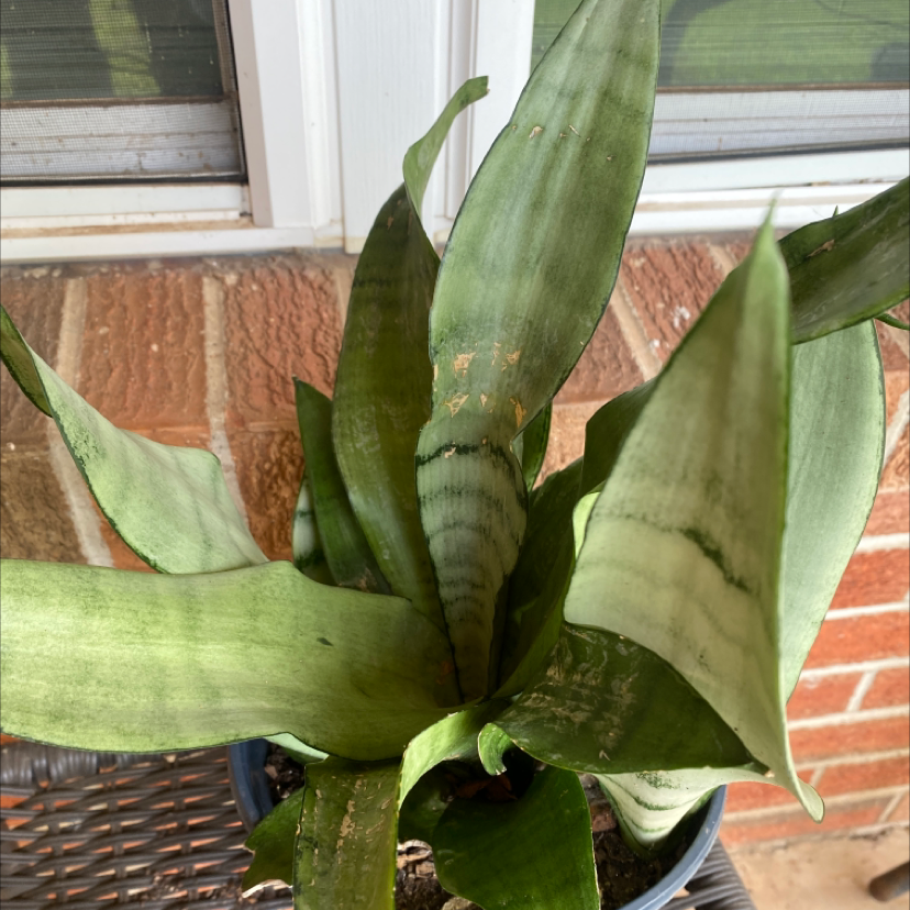 Urn Plant with broad green leaves in a pot, minor leaf discoloration visible.