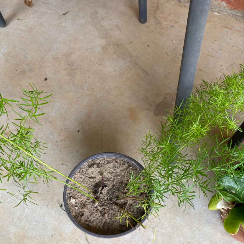 Photo of the plant species Sprenger's Asparagus by @margolope named Fernie Mac on Greg, the plant care app
