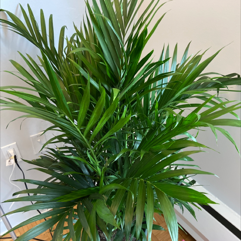 A healthy, thriving Cat Palm plant with vibrant green, gracefully arching fronds, free of any signs of disease or damage.