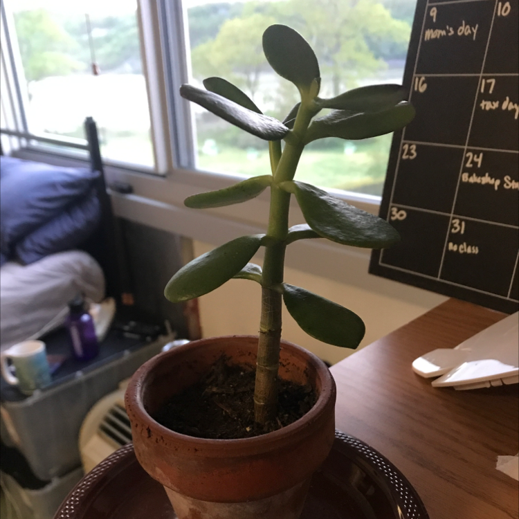 Lucky Plant plant photo by @Dam.Its.Andy named Baby Jade on Greg, the plant care app.
