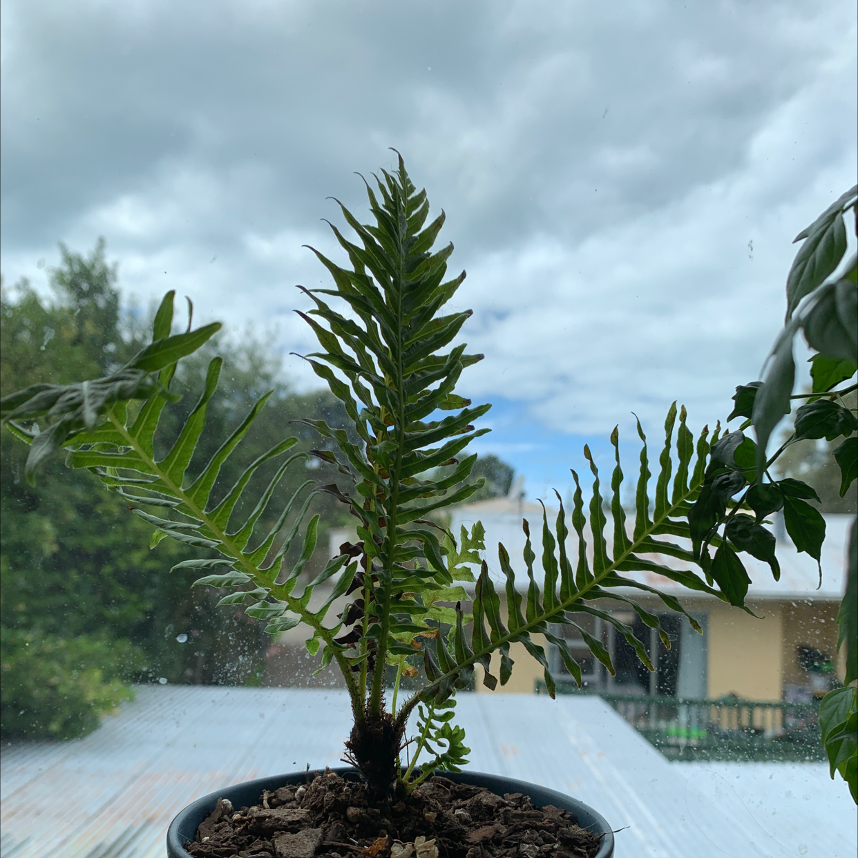 Silver Lady Fern in a pot near a window with some browning on the leaves.