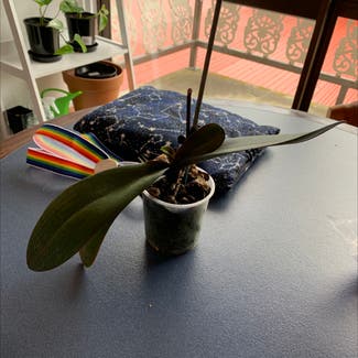 Mini Phalaenopsis Orchid plant in Dunedin, Otago