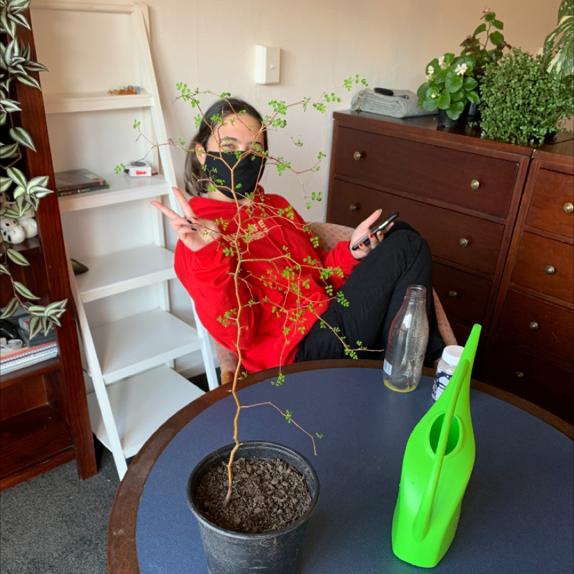 Photo of the plant species Kowhai by @snazzypocoyo named Kevin on Greg, the plant care app