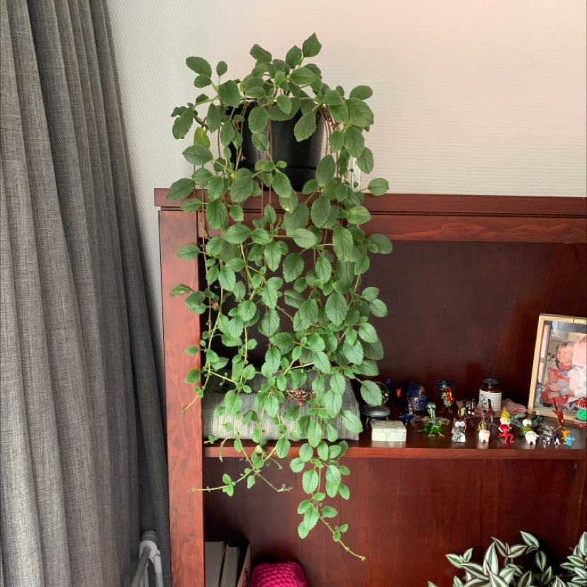 Photo of the plant species Lace Flower by @snazzypocoyo named Calamari on Greg, the plant care app